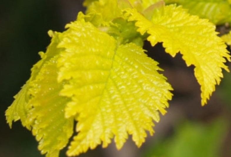 Вяз голландский Вредей штамб